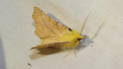 Ennomos alniaria